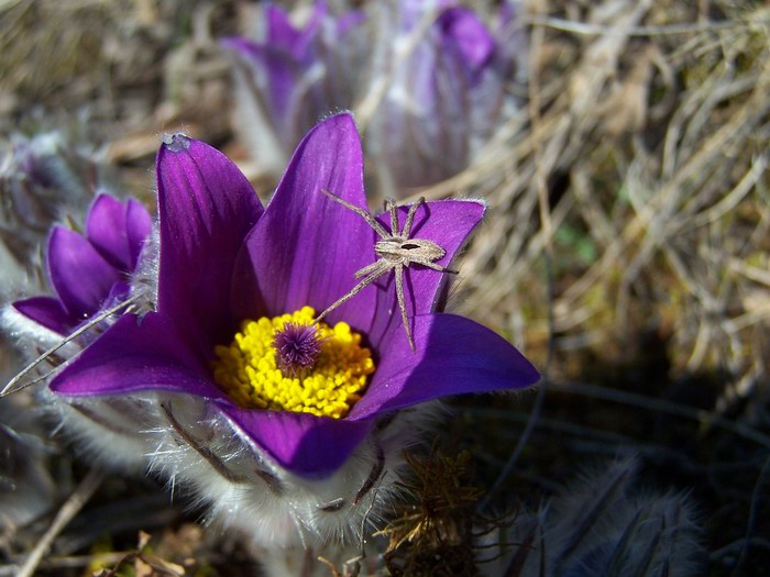 flora a fauna jari