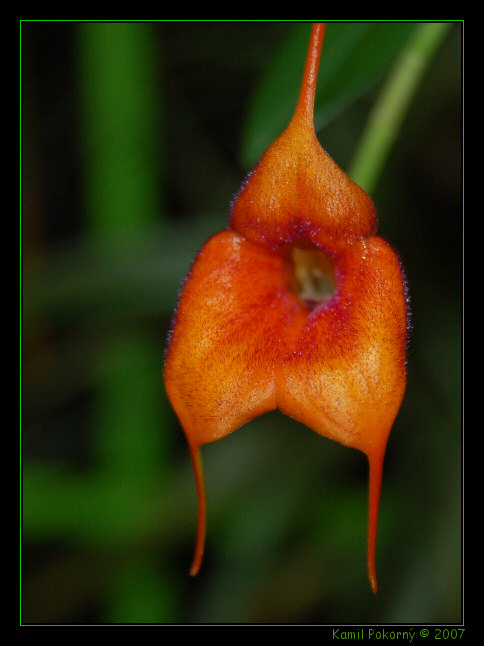 Kouzelná orchidej