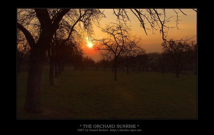 THE ORCHARD SUNRISE