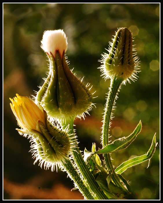 Trio SUN