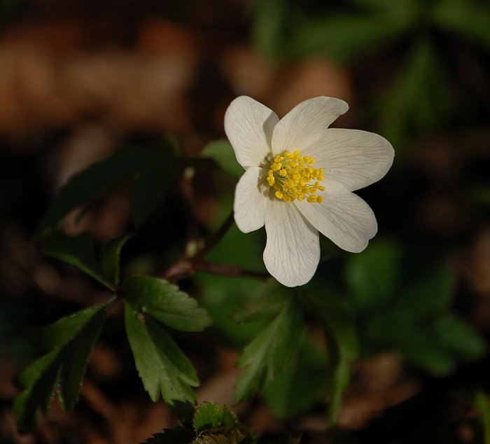 Anemone nemorosa