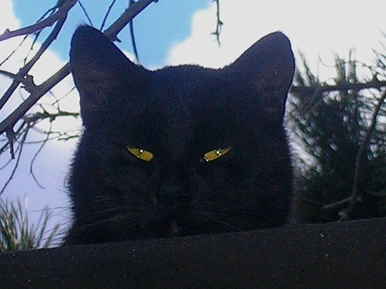 Šelma
