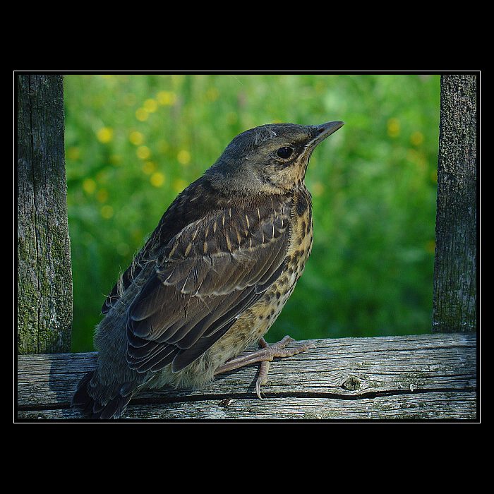 Jeden z prvních letů...