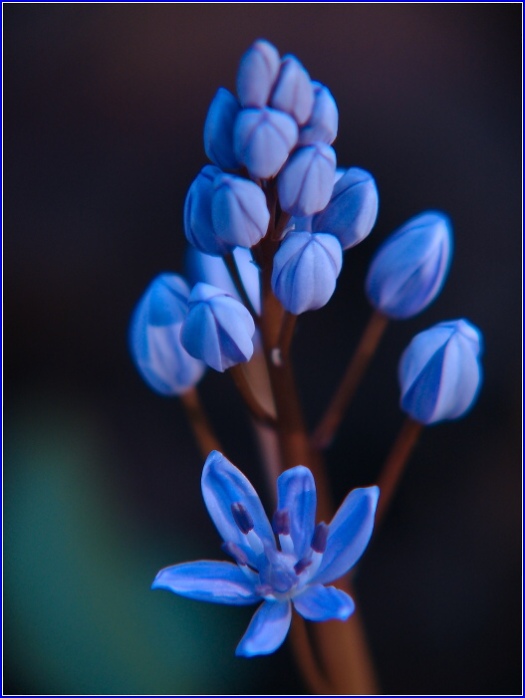 Scilla