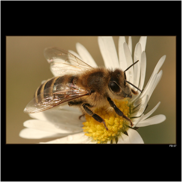 *** jarní včelka ***