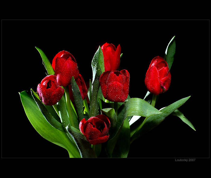 Tulipány