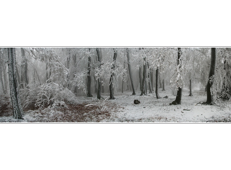 Bratislavská Koliba   I.