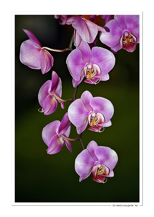 Orchideenpracht I.