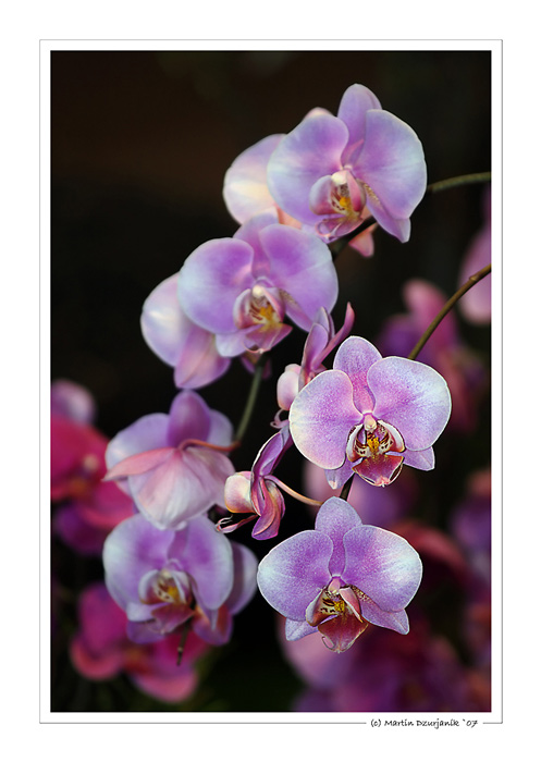 Orchideenpracht II.