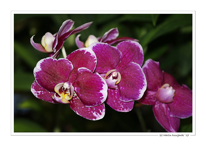 Orchideenpracht III.