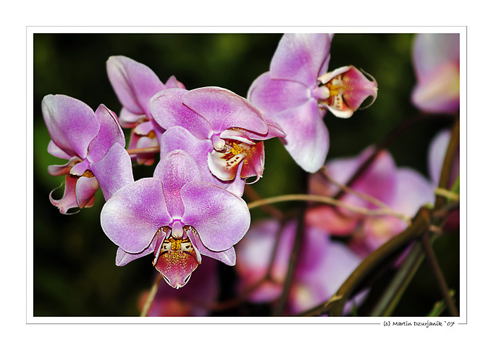 Orchideenpracht IV.