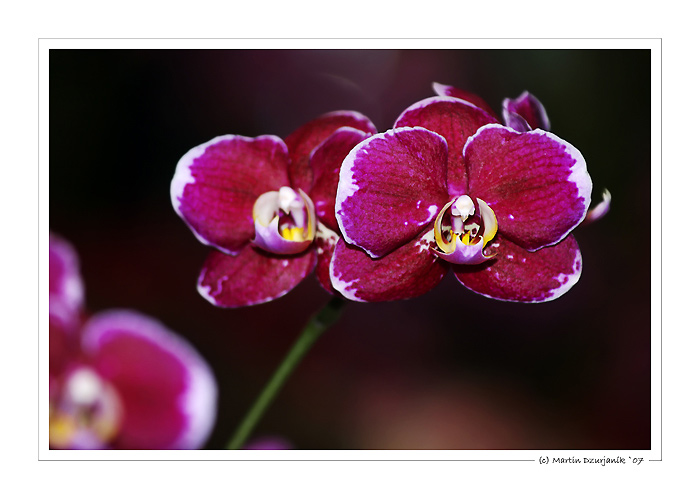 Orchideenpracht V.