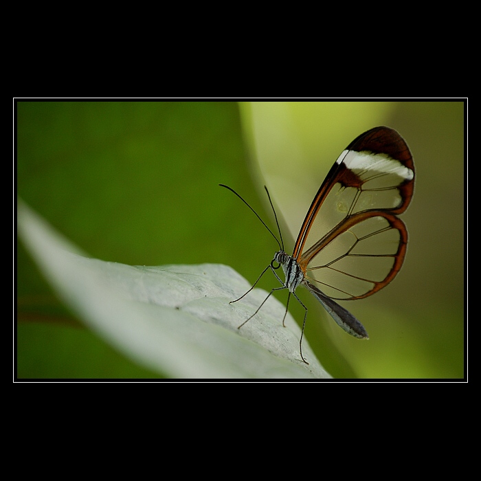 Z botanické zahrady...