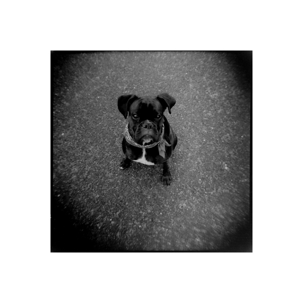hund