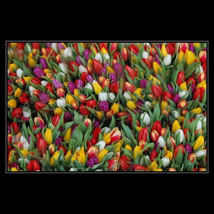 ..:: Flowers ::..