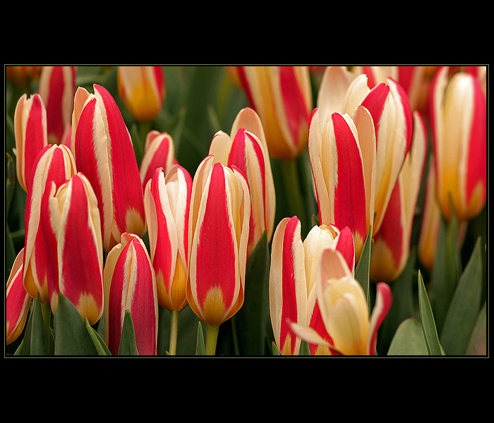 Tulipány IV.