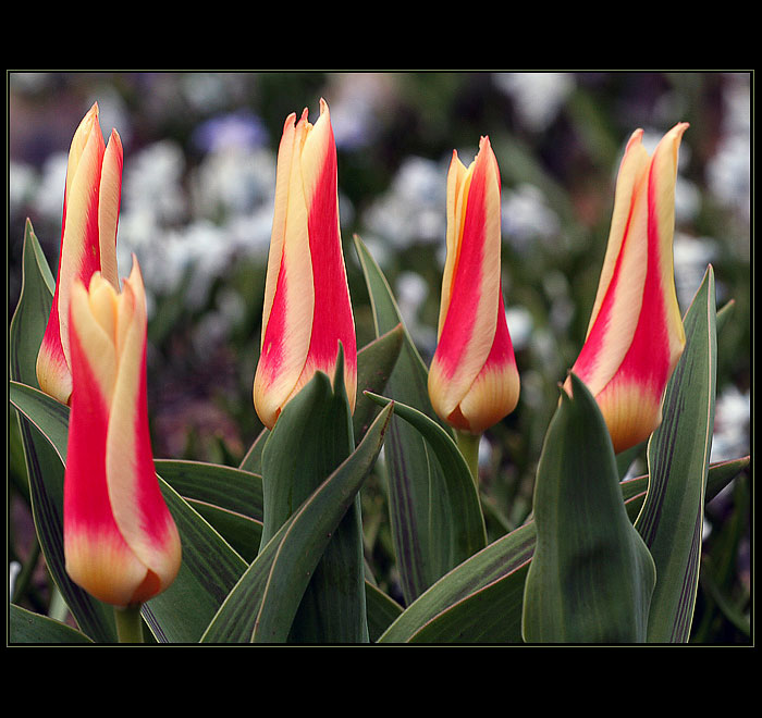 Tulipány V.