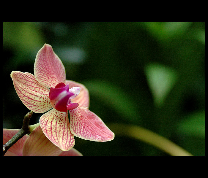 = Orchidej =
