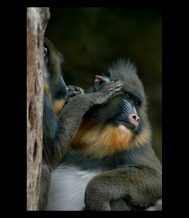 = Mandril =