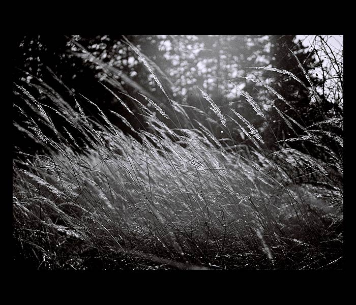 = Travina II. =