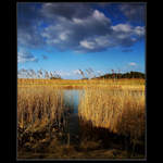 tam za vodou, v rákosí....