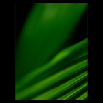 - green passion IV. -