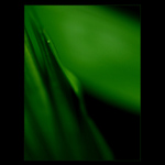 - green passion V. -