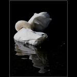 Schovávaná aneb labutí linie...