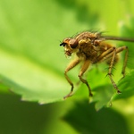 Zatracenej  bublifuk