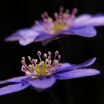 Jaterník trojlaločný