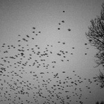 Contemporary Ireland