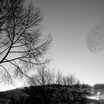 Contemporary Ireland (Birds) II