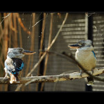 Pojď Pepo, uletíme!