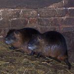 Milé,kousavé zvířatko