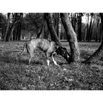 Lovecká atmosféra...