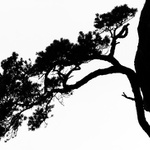 ...borovica na skale...