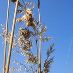 To bylo v létě v trávě...