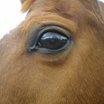 Oko koně