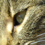 Oko kočky