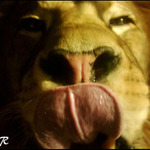 Lion_King_ZOO Plzeň