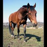 Ospalé zvířátko...