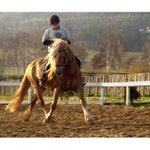 zlatohřívák v akci...