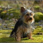 Velký pes obranář