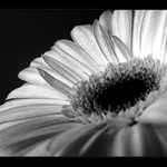 in black&white