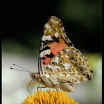 Babôčka bodliaková