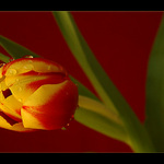 - Orosená kráska -