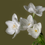 - Něžná kvítka -