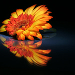 ... GERBERA ...