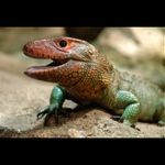 co bylo dnes k obědu? šneci přeci!