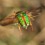 Stephanorrhina guttata